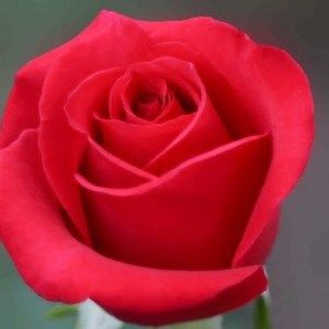 Meet your Posher, Marie